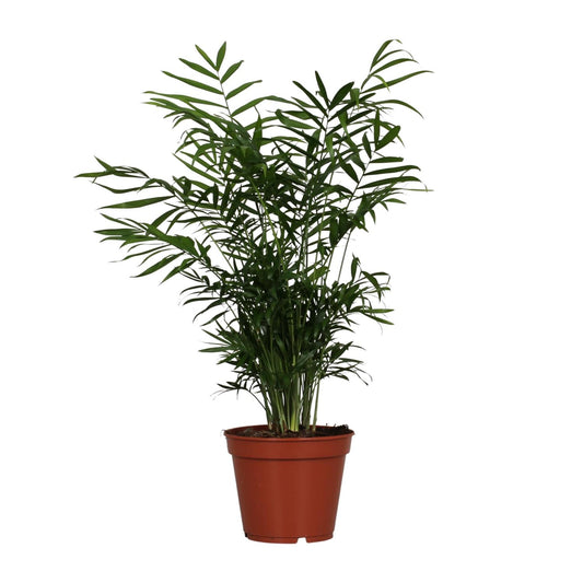 Chamaedorea Elegans - Ø17cm - ↕55cm - Pflanzfix24.de - Pflanzfix24.de