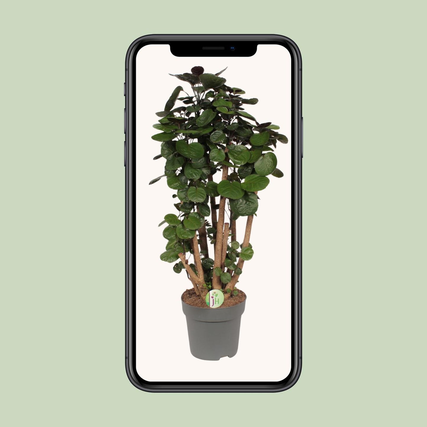 Polyscias Fabian - Ø24cm - ↕90cm bei Pflanzfix24