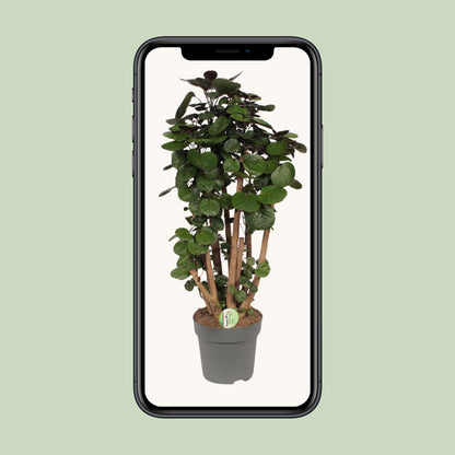Polyscias Fabian - Ø24cm - ↕90cm bei Pflanzfix24