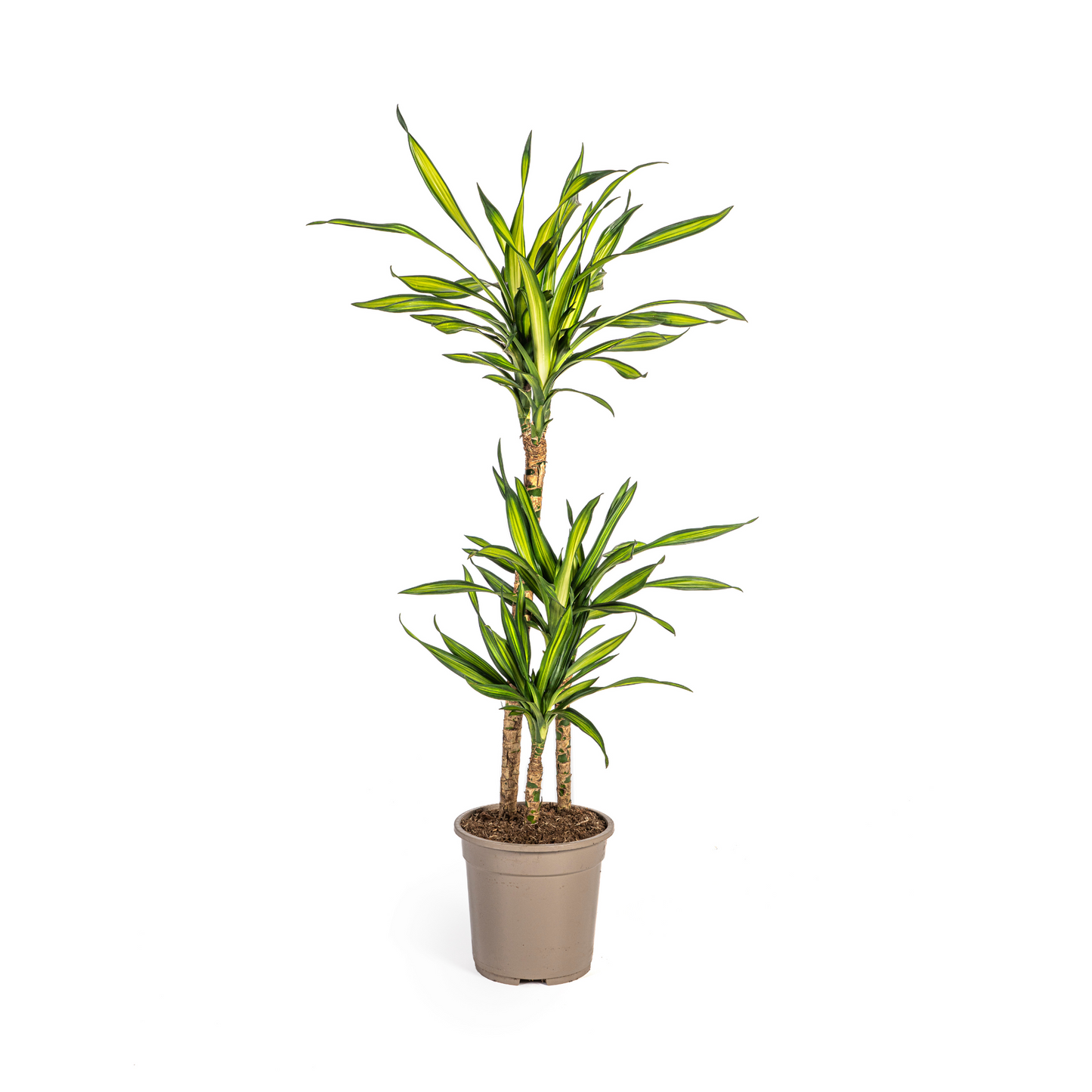 Dracaena Deremensis Rikki Ø21cm - ↕90 - 110cm - Pflanzfix24