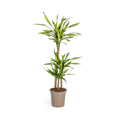 Dracaena Deremensis Rikki Ø21cm - ↕90 - 110cm - Pflanzfix24
