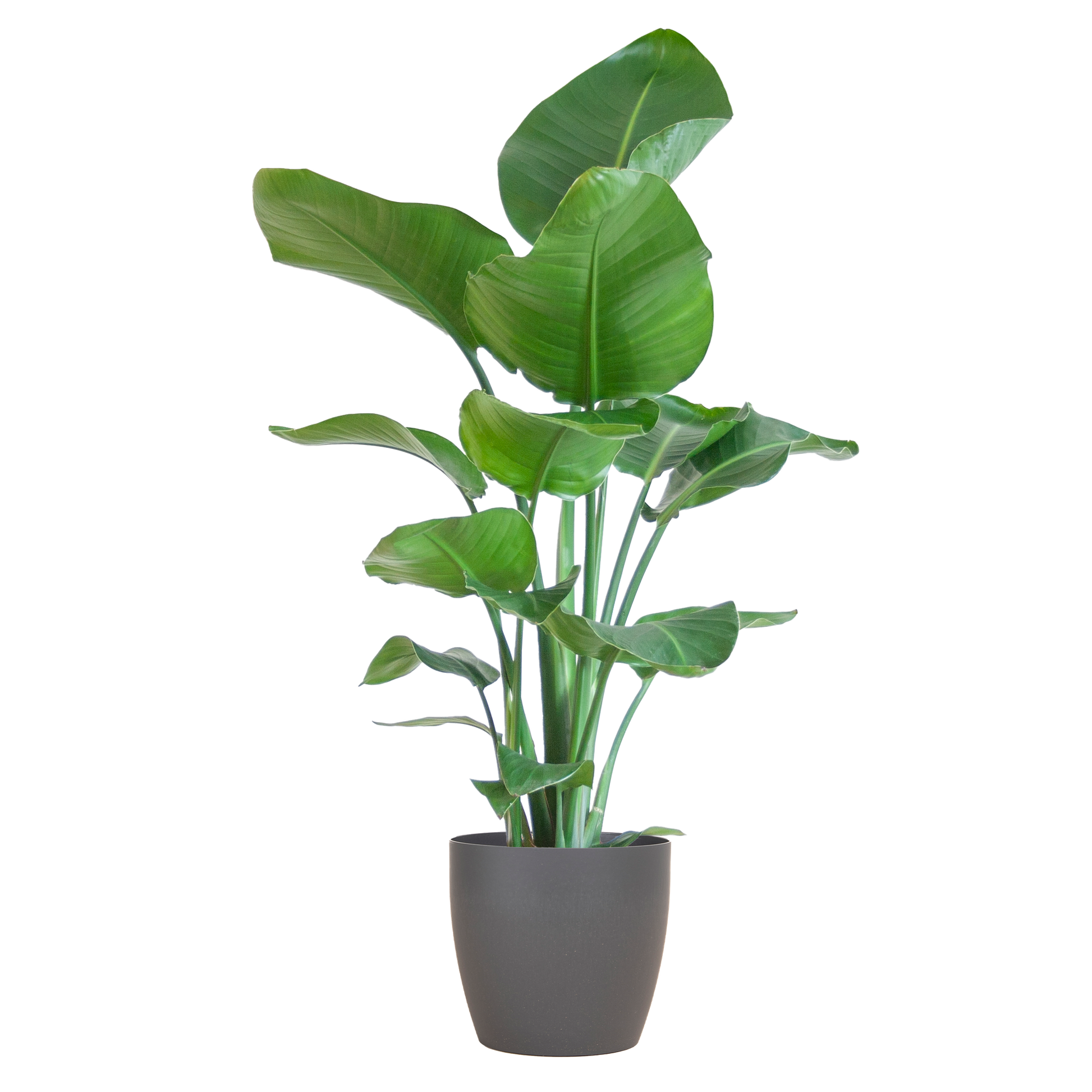 Strelitzia Nicolai 80 cm Ø21 mit grauem Viber-Topf | Pflanzfix24.de - Pflanzfix24.de