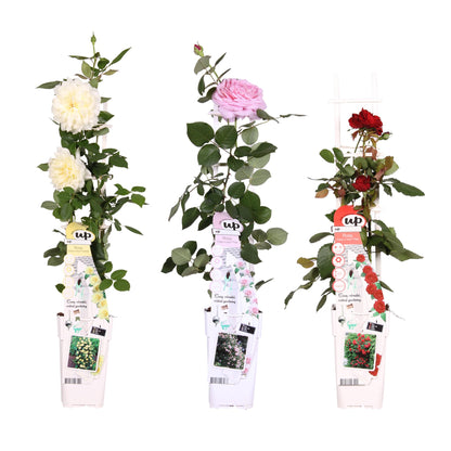 3x - Rosa Mix - ↨65cm - Ø15 - Pflanzfix24