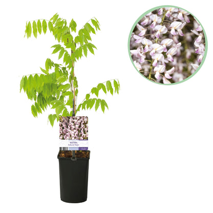 GreenboutiQ - Blauregen - Wisteria floribunda Rosea - 1 Pflanze - Topf 11cm - Pflanzfix24.de - Pflanzfix24.de