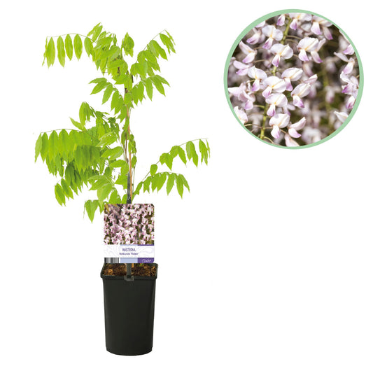 GreenboutiQ - Blauregen - Wisteria floribunda Rosea - 1 Pflanze - Topf 11cm - Pflanzfix24.de - Pflanzfix24.de