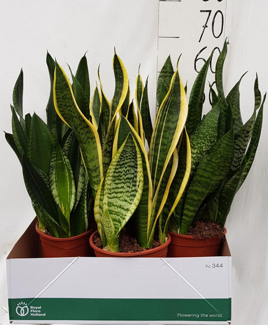 Sanseveria Overige Div 21cm - Pflanzfix24