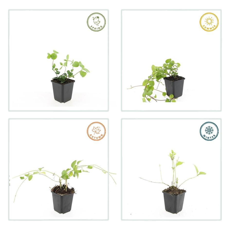20x Vinca major - ↕10-25cm - Ø9cm bei Pflanzfix24.de - Pflanzfix24.de