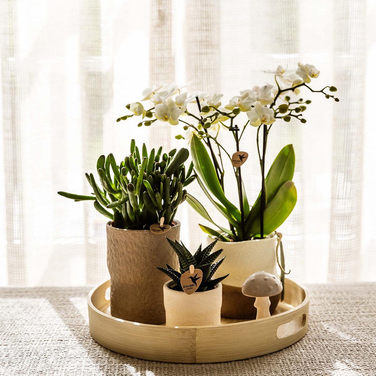 pflanzfix24 | Rustic Zierpflanztopf - White - Ø6cm