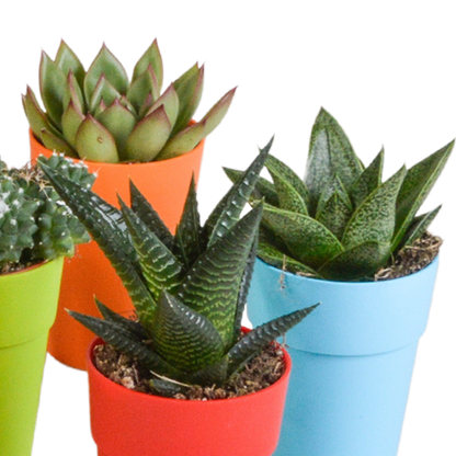 Cactus en vetplanten Mischung 5,5 cm | 15 stück - in gekleurde plasticpot - Pflanzfix24.de - Pflanzfix24.de