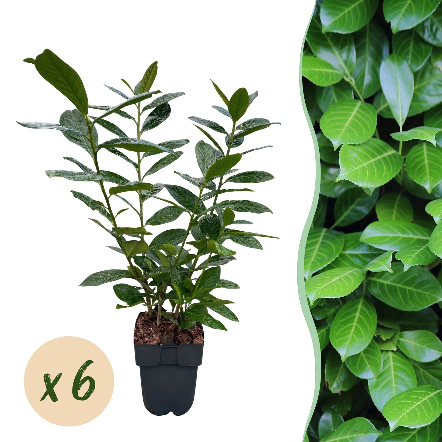 Pflanzfix24.de - Prunus laurocerasus Novita - 6 Pflanzen - 1m - immergrün - Topf 17cm - Pflanzfix24.de
