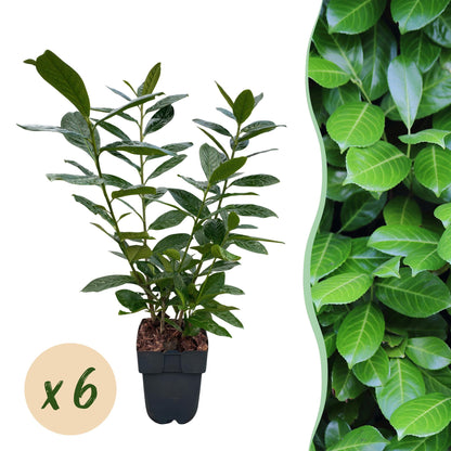 Pflanzfix24.de - Prunus laurocerasus Novita - 6 Pflanzen - 1m - immergrün - Topf 17cm - Pflanzfix24.de