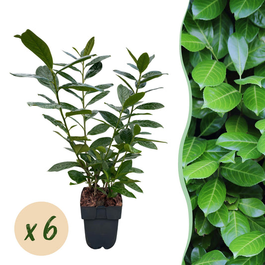 Pflanzfix24.de - Prunus laurocerasus Novita - 6 Pflanzen - 1m - immergrün - Topf 17cm - Pflanzfix24.de