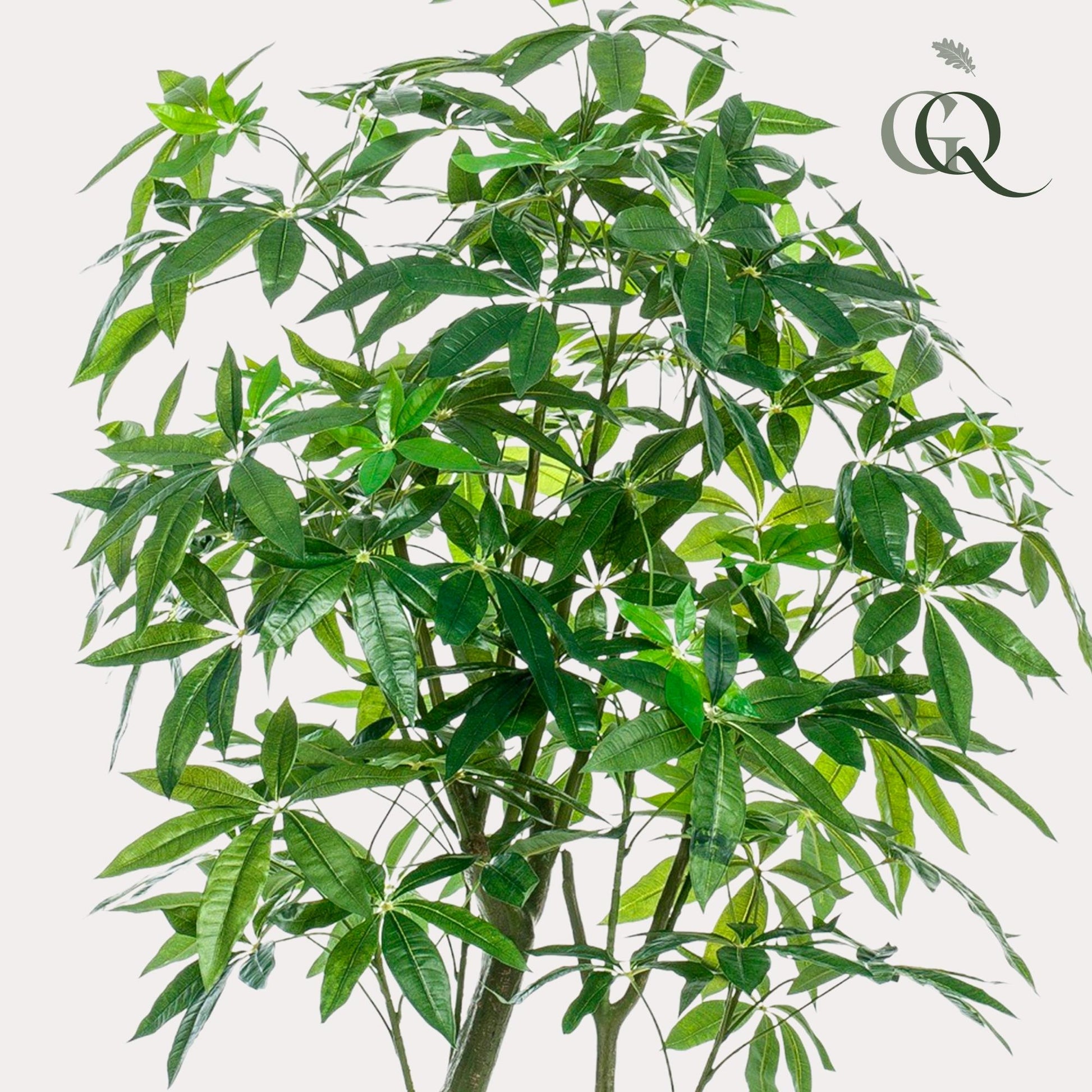Kunstpflanze Pachira Aquatica 180 cm – Glückskastanie & Pflegeleicht | Pflanzfix24.de - Pflanzfix24.de