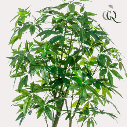 Kunstpflanze Pachira Aquatica 180 cm – Glückskastanie & Pflegeleicht | Pflanzfix24.de - Pflanzfix24.de
