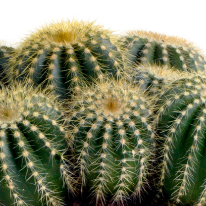 Eriocactus warasii 12cm - Pflanzfix24.de - Pflanzfix24.de