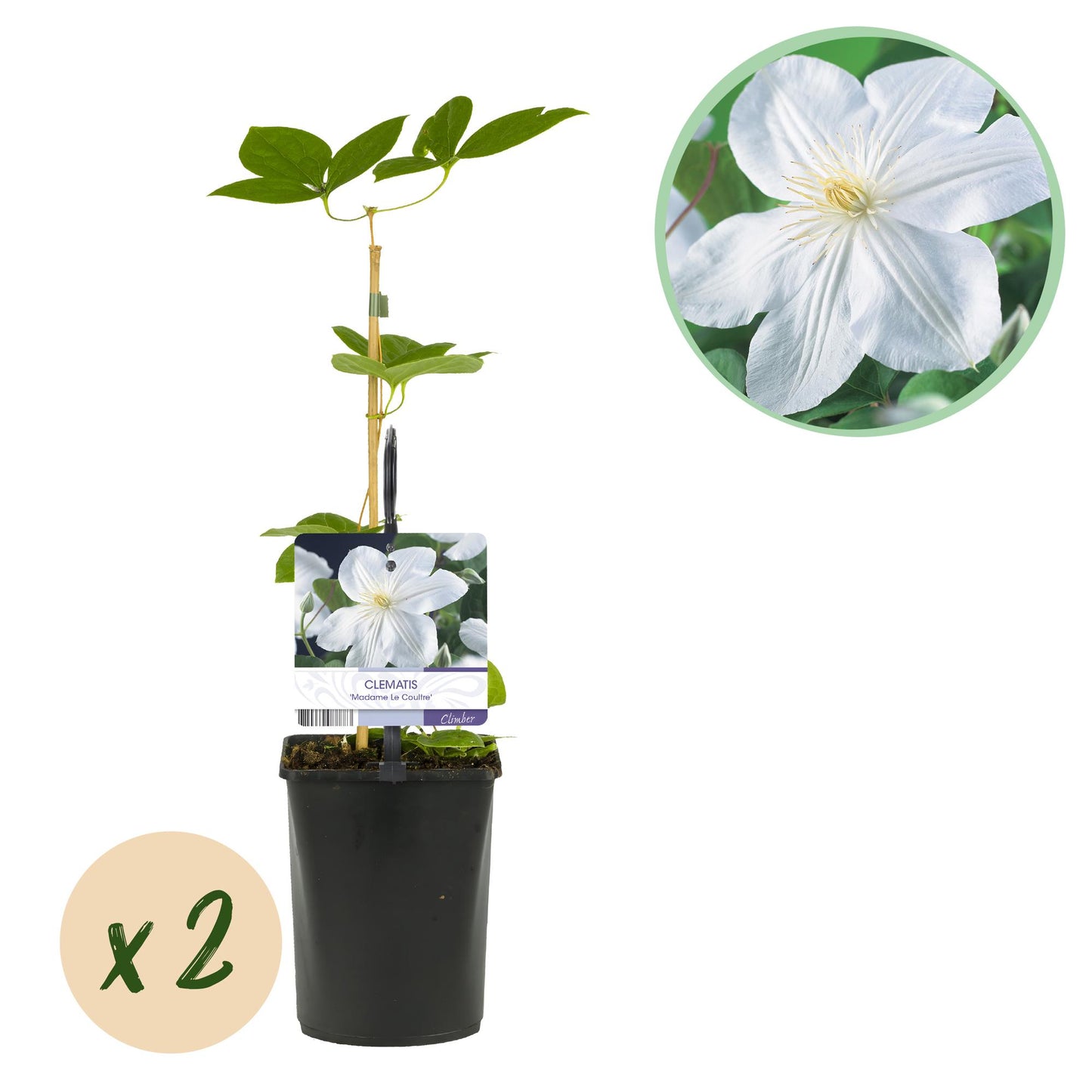 Pflanzfix24.de - Clematis Madame Le Coultre - blühend weiß - 2 Pflanzen - Pflanzfix24.de