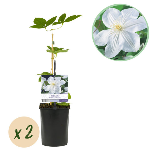 Pflanzfix24.de - Clematis Madame Le Coultre - blühend weiß - 2 Pflanzen - Pflanzfix24.de