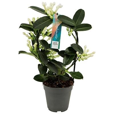 Stephanotis Boog 7-8 Tros P12 - Ø12cm - ↕40cm - Pflanzfix24