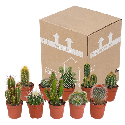 Kakteenmischung 5,5 cm - 10x - zonder pot | Pflanzfix24.de - Pflanzfix24.de