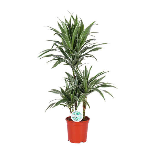 Dracaena Warneckei - Ø21cm - ↕90cm bei Pflanzfix24