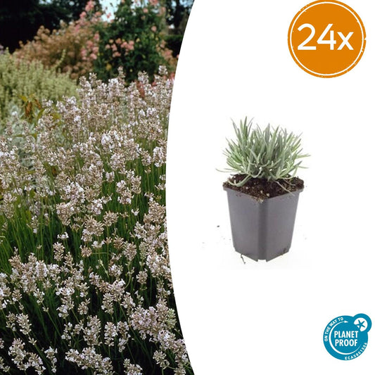24x Lavandula int. 'Edelweiss' - Pflanzfix24