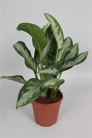 Aglaonema Jubilee Compacta - Ø12cm - ↕35cm - Pflanzfix24