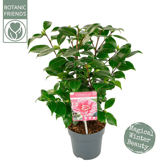 Camellia Jap. 'Bonomiana' - Ø15cm - ↕55cm - Pflanzfix24