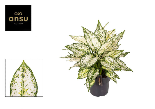 Aglaonema White Kiwi - Ø19cm - ↕40cm - Pflanzfix24