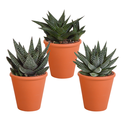 Gasteria/Haworthia-Mischung 8,5cm - 3x - in Terracotta-Topf | Pflanzfix24.de - Pflanzfix24.de
