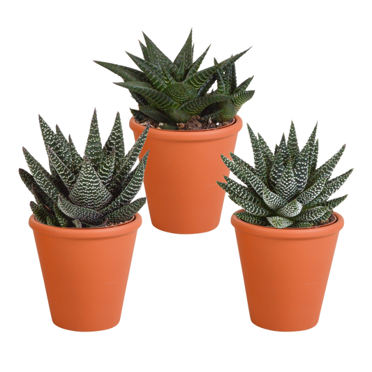 Gasteria/Haworthia-Mischung 8,5cm - 3x - in Terracotta-Topf | Pflanzfix24.de - Pflanzfix24.de