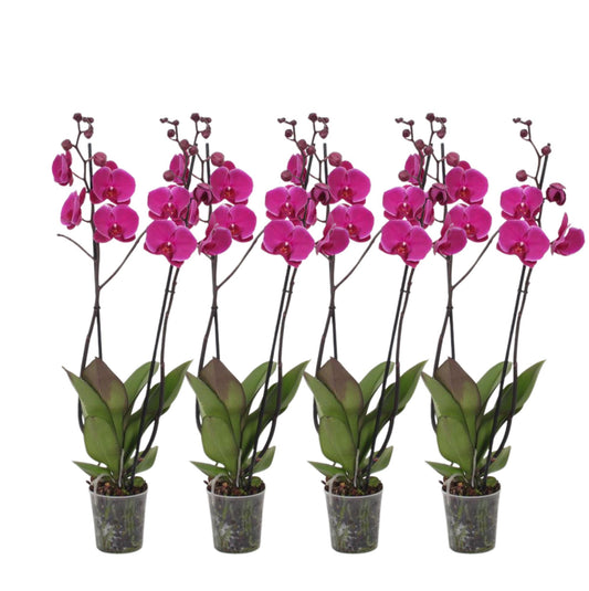 Set van 4 - Phalaenopsis Joyride - 3 tak orchidee - 60 cm - Ø12cm bei Pflanzfix24