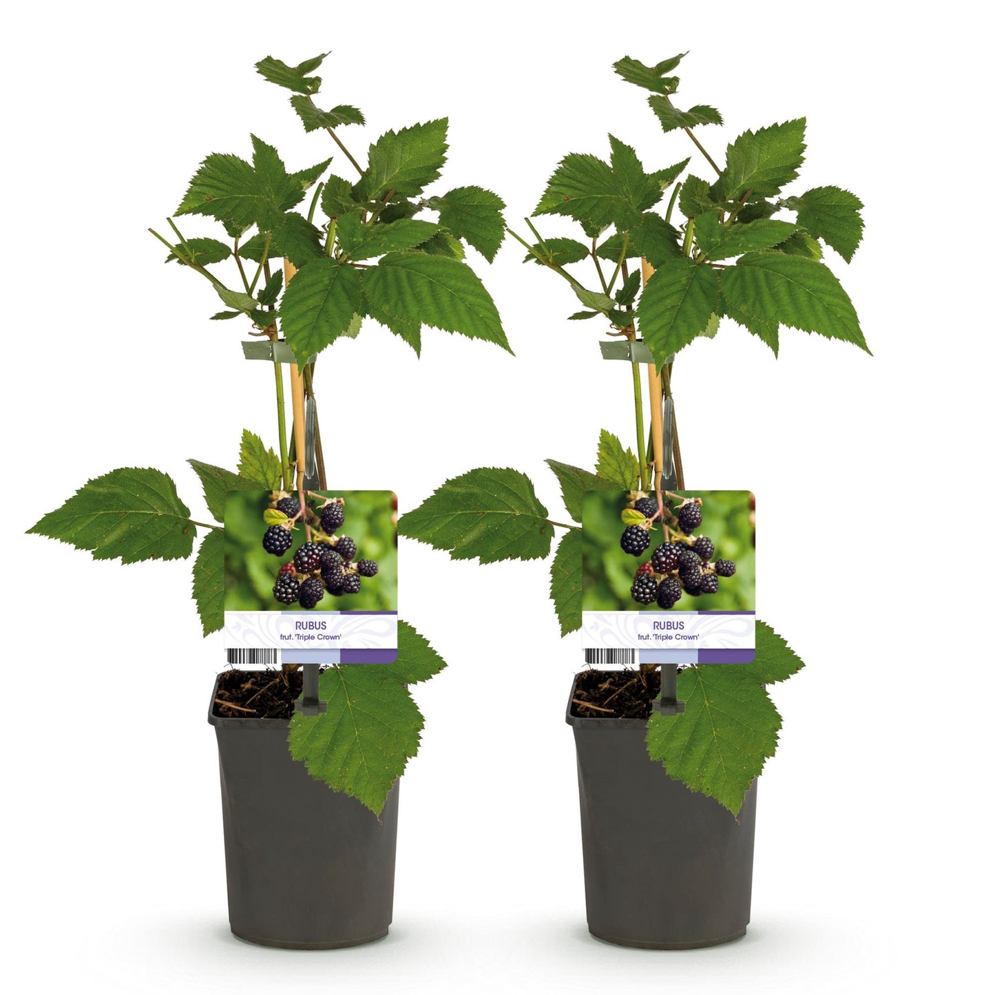 Pflanzfix24 - Obstpflanze - Brombeere - Rubus fruticosus Triple Crown - Schwarze Brombeere - Dornenlos - 2 Pflanzen - Topf 11cm Höhe 40cm
