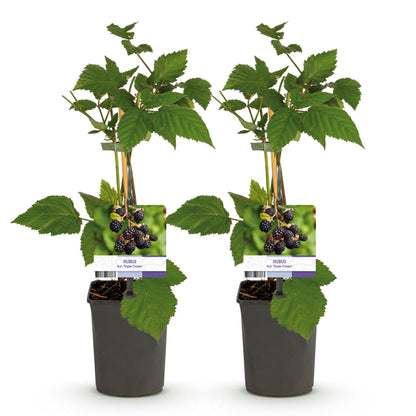 Pflanzfix24 - Obstpflanze - Brombeere - Rubus fruticosus Triple Crown - Schwarze Brombeere - Dornenlos - 2 Pflanzen - Topf 11cm Höhe 40cm