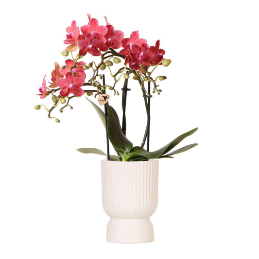 Phalaenopsis Orchidee Rosa-Lila „Congo“ im Diabolo Travertin Topf Ø9cm | Pflanzfix24