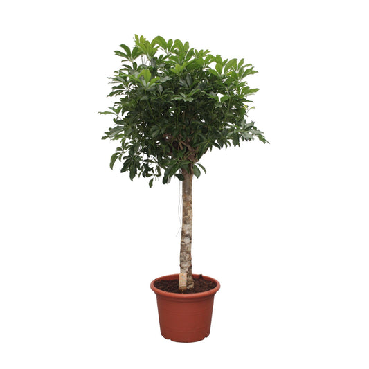 Schefflera Compacta 180 cm Zimmerpflanze – Pflanzfix24.de - Pflanzfix24.de