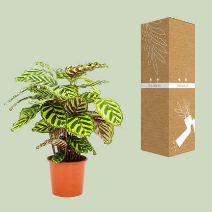 Calathea Makoyana - Ø14cm - ↕45cm - Pflanzfix24