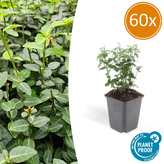 60x Euonymus fortunei radicans - ↕10-25cm - Ø9cm - Pflanzfix24.de - Pflanzfix24.de