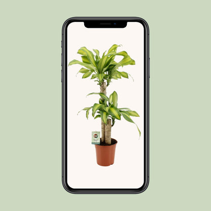 Dracaena Fragrans Massangeana - Ø19cm - ↕90cm von Pflanzfix24