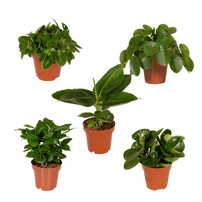 Überraschungsbox Pflanze Ø12 cm – 5er Set | Pflanzfix24.de - Pflanzfix24.de