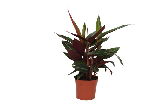 Calathea Stripestar - 40 cm - Ø12cm bei Pflanzfix24.de - Pflanzfix24.de