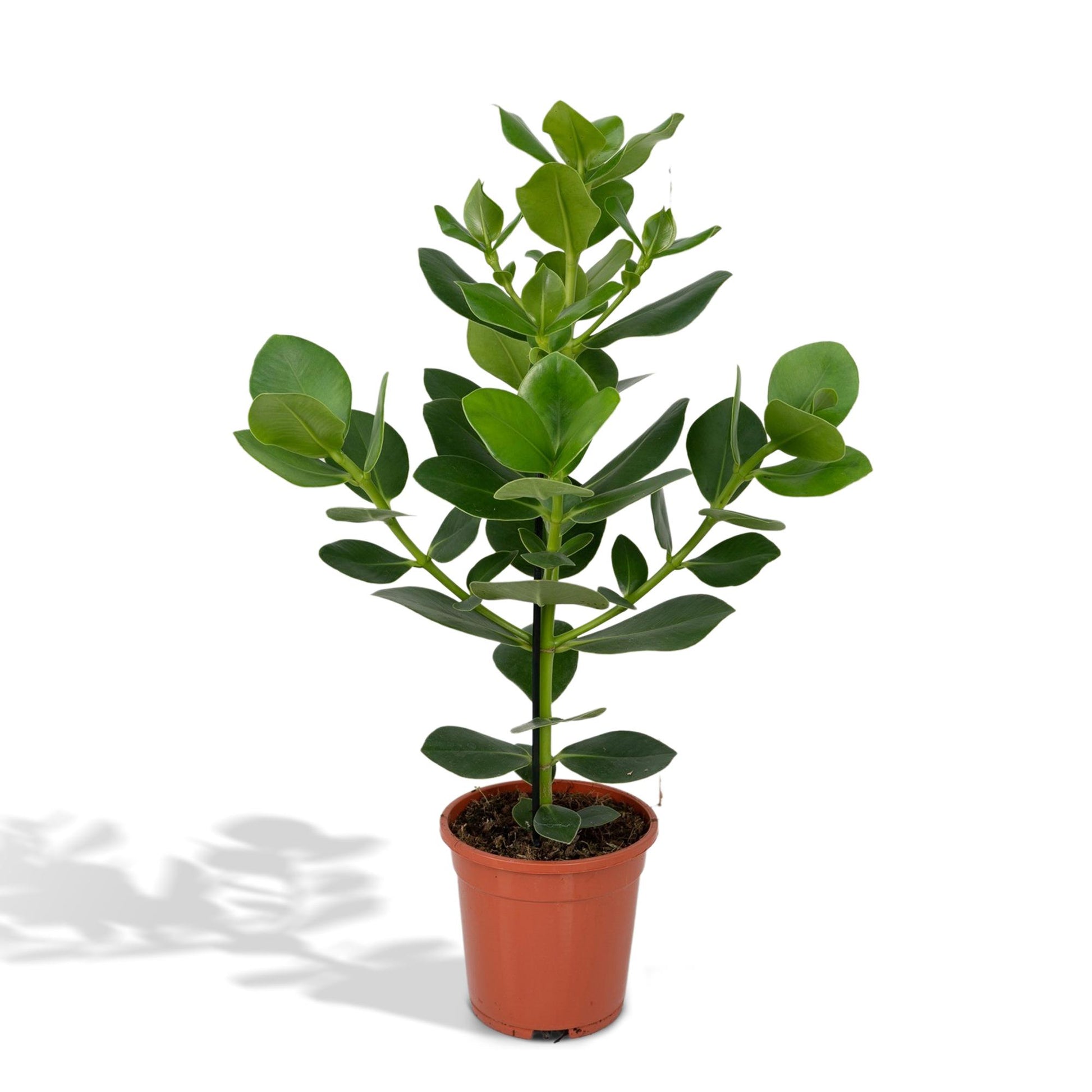 Clusia Rosea Princess - Ø17cm - ↕60cm bei Pflanzfix24.de - Pflanzfix24.de