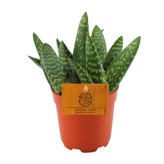 Aloe Paradisicum - Ø10,5 ↕15 bei Pflanzfix24.de - Pflanzfix24.de