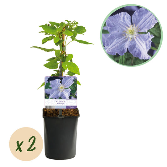 pflanzfix24 - Clematis Blue Angel - Kletterpflanze - Blüte Licht Blau - 2 Pflanzen