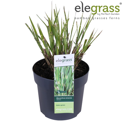 Miscanthus sinensis Strictus Zebra Gras Ø23cm | Pflanzfix24.de - Pflanzfix24.de