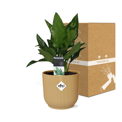 Aglaonema Maria in ELHO Vibes Fold 14cm geel - Pflanzfix24