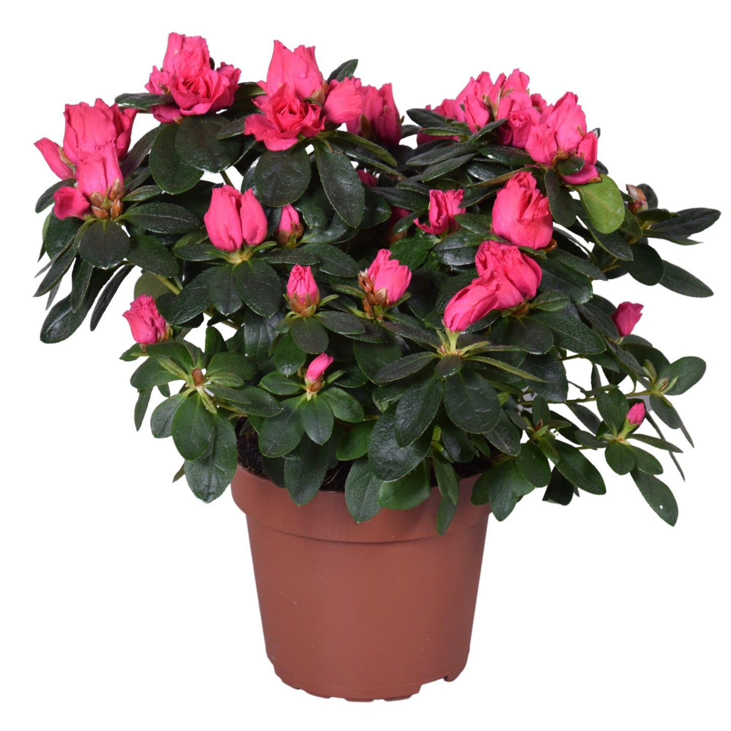 Azalea Nordlicht Vogel - Pflanzfix24