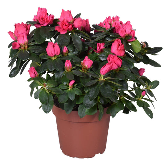 Azalea Nordlicht Vogel - Pflanzfix24