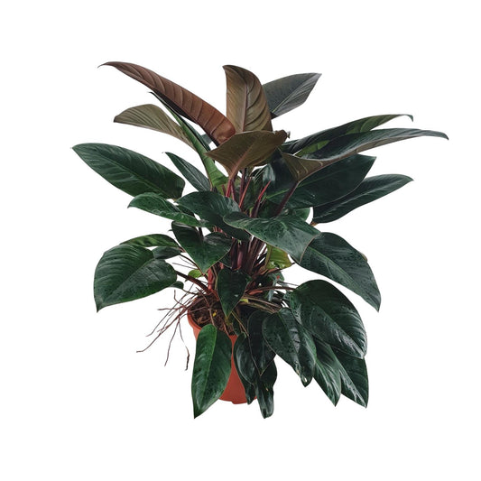 Philodendron Congo Rojo - Ø27 ↕100 by Pflanzfix24