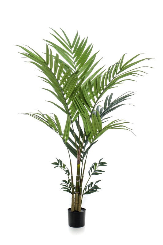Kunst-Kentiapalme 180 cm - Tropenflair von Pflanzfix24