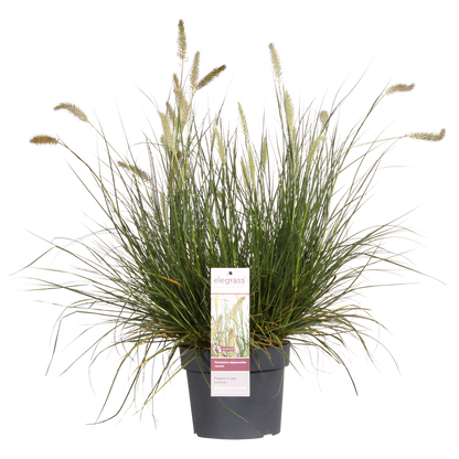 Pennisetum alopecuroides 'Hameln' - Ø19cm - Pflanzfix24